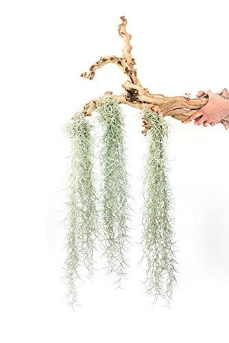 3 Pack Thick Colombian Spanish Moss Live Strands with Wire Hook - Tillandsia Usneiodes - Live Tillandsia Succulent House Plants - Home and Garden Decor - Easy Care Indoor and Outdoor Plants - size: Pack of 3
