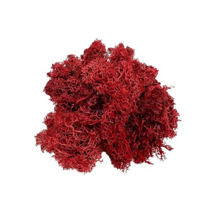 Bergamo Art 95g Preserved Reindeer Moss in Red - color: Red