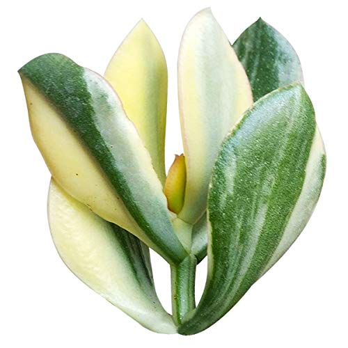 Crassula Hummel’s Sunset 2 inch - Unique Collection of Live Crassula Succulents Easy to Grow Indoor House Plant, Fully Rooted in 2/4/6 inch Size - color: Crassula Hummel’s Sunset, size: 2 inch
