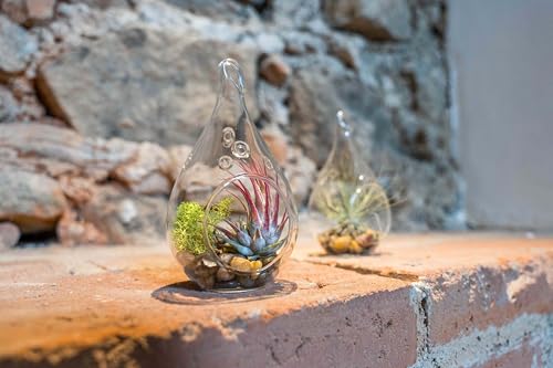 Glass Teardrop Plant Terrarium with - 1 Air Plant and Stones in Propagation Jar - Home and Garden Decor Plant Pot - Easy Care Indoor and Outdoor Plant Vase (1 Teardrop - Beige Stones) - size: 1 Teardrop- Beige Stones
