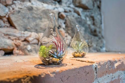 Glass Teardrop Plant Terrarium with - 1 Air Plant and Stones in Propagation Jar - Home and Garden Decor Plant Pot - Easy Care Indoor and Outdoor Plant Vase (1 Teardrop - Beige Stones) - size: 1 Teardrop- Beige Stones