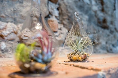 Glass Teardrop Plant Terrarium with - 1 Air Plant and Stones in Propagation Jar - Home and Garden Decor Plant Pot - Easy Care Indoor and Outdoor Plant Vase (1 Teardrop - Beige Stones) - size: 1 Teardrop- Beige Stones