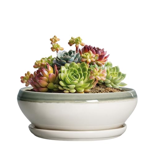 SQOWL Succulent Planters - 6 Inch Ceramic Bonsai Pots, Shallow Planter with Drainage Hole and Saucer, Round Planter for Indoor Outdoor, Cactus Succulent Pots, Desk Decor, Garden Gifts, Gray-Beige - color: Grey-white, size: 6 Inch
