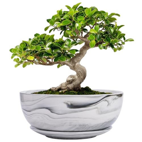 G EPGardening Bonsai Pots, 8 Inch Marble Pattern Ceramic Succulent Pot with Drainage Hole and Plant Saucer, Large Round Planter for Indoor Outdoor Plants, Modern Flower Pot, Plants Lovers Gifts, Grey - color: Marble Grey, size: 8 Inch