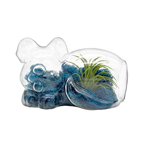 5.75" Puppy Dog Shaped Glass Terrarium Kit with Live Tillandsia Air Plant and Bright Colored Reindeer Moss (Blue) - color: Blue