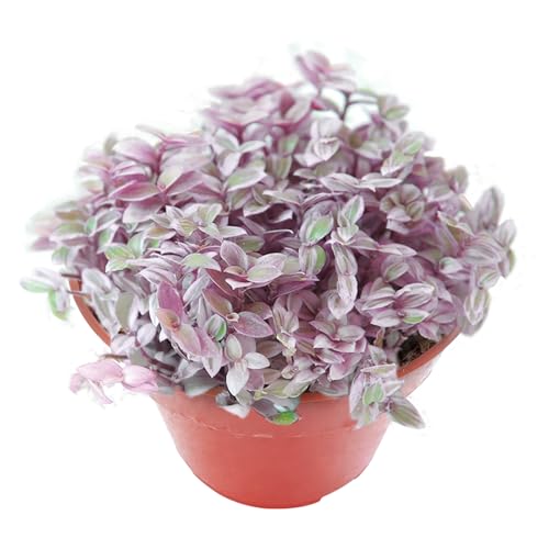 Sprout N Green Rare Pink Succulent Callisia repens 'Pink Lady', Live Plant Fully Rooted in 4" Pot, Home Office Wedding Decor DIY Project Party Favor, Garden Beginner Friendly, Keep Away from Pets - color: Callisia repens 'Pink Lady'