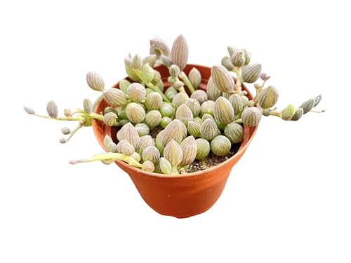 String of Watermelons, Live Trailing Succulent Fully Rooted in 4" Pots with Soil Mix, Rare House Plant for Home Office Wedding Hanging Decoration, DIY Projects, Party Favor - color: String of Watermelons