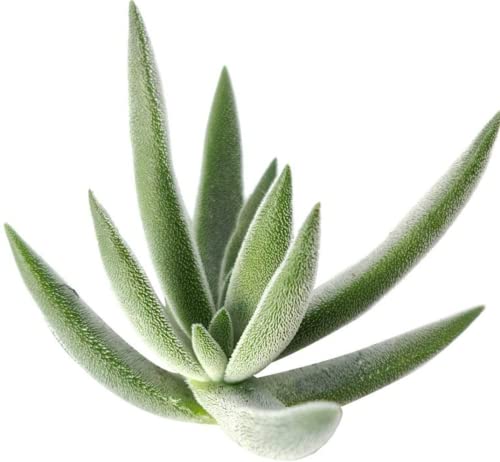 Crassula Mesembryanthemoides Tenelli 2'' + Clay Pot - Unique Collection of Live Crassula Succulents Easy to Grow Indoor House Plant, Fully Rooted in 2/4/6 inch Size - color: Crassula Mesembryanthemoides Tenelli, size: 2'' + Clay Pot