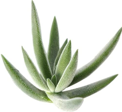 Crassula Mesembryanthemoides Tenelli 2'' + Clay Pot - Unique Collection of Live Crassula Succulents Easy to Grow Indoor House Plant, Fully Rooted in 2/4/6 inch Size - color: Crassula Mesembryanthemoides Tenelli, size: 2'' + Clay Pot