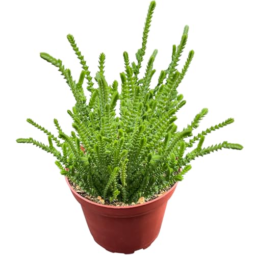 Sprout N Green Watch Chain, Live Crassula muscosa Succulent Plant Fully Rooted in 4" Pot, Home Office Indoor Outdoor Wedding Decoration DIY Projects Party Favor, Easy to Care, Keep Away from Pets - color: Watch Chain