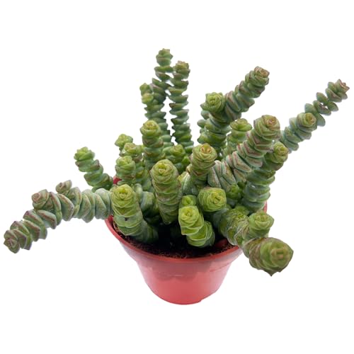 Sprout N Green 4" String of Buttons, Live Crassula 'Baby's Necklace' Trailing Succulent Rooted in Pot, Houseplant for Home Office Hanging Decoration, DIY Projects, Party Favor, Keep Away from Pets - color: String of Buttons