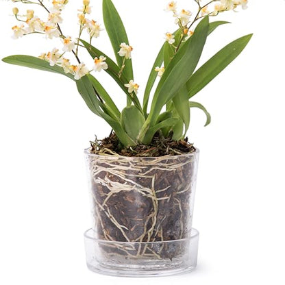 Phoenix Vine 3.5 Inch Clear Acrylic Planter Pot with Tray, Orchid Pot with Drainage Holes, Deep Saucer for Bottom Watering, Transparent Containers for Indoor Plants, Herbs, Set of 1, 91-A-D-1 - size: 3.5 Inch