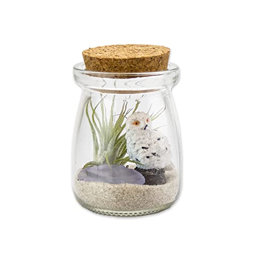 3 Inch Mini Glass Jar DIY Terrarium Kit with Live Tillandsia Ionantha Air Plant, Sand, Colored Sea Glass and Miniature Figurine for Indoor Gardens and Home Décor (Owl) - style: Owl