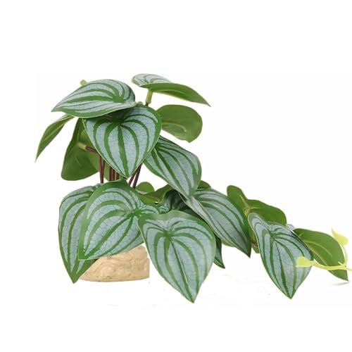 Fake Plants for Reptiles Terrarium,Habitat Decor,Artificial Plant - color: Green Watermelon Peperomia
