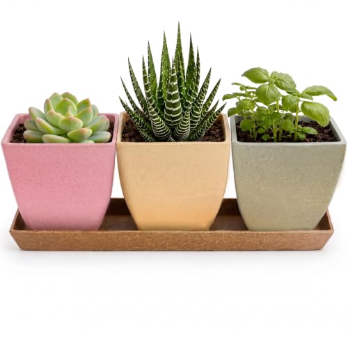 Small Plant Pots w/Drainage Holes for Herb & Succulent Planter - color: Pink,green,yellow