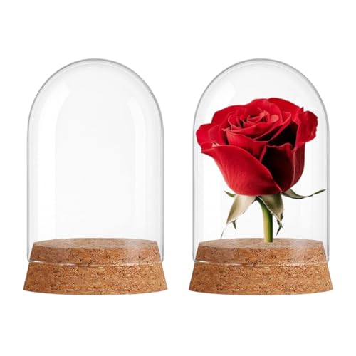 2 PCS Mini Glass Dome Bell Jar with Cork Base (1.97x2.76 Inch) - size: 1.97x2.76inch