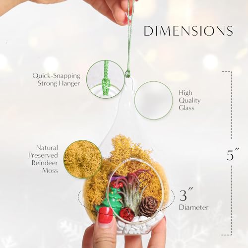 Creations by Nathalie DIY Air Plant Terrarium Kit with Glass Terrariums | DIY air plant terrarium kit with glass terrariums, moss, and decorative supplies for creating indoor displays with air plant. - size: Glass Globe + Glass Teardrop Ornament