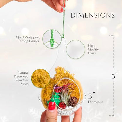 Creations by Nathalie DIY Air Plant Terrarium Kit with Glass Terrariums | DIY air plant terrarium kit with glass terrariums, moss, and decorative supplies for creating indoor displays with air plant. - size: Glass Globe + Glass Teardrop Ornament