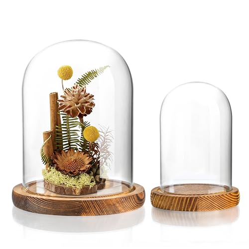 2 Pack Glass Cloche Domes with Wooden Bases, Glass Display Bell Jars | Two practical sizes, crystal-clear glass, dust protection, secure wood bases, perfect for collectibles & DIY displays