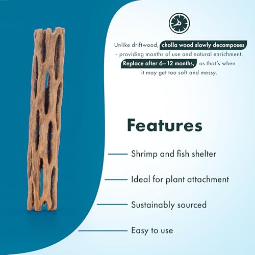 Natural Cholla Wood - Driftwood for Aquariums, Air Plant Base, Hermit Crab and Freshwater Shrimp Hideout, Fish Tank Decoration, Chinchilla Chews, Reptile Habitat Wood - 6 Inch, 2pc - size: 6 inch (Pack of 2)
