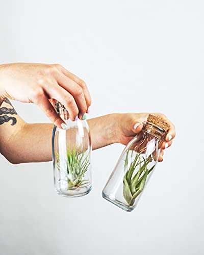Shop Succulents | Assorted Collection of Live Air Plants, Hand Selected Variety Pack of Air Succulents | Collection of 8 - size: 8 Pack, style: Assorted Collection