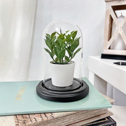 Plymor 3" x 5" Glass Display Dome Cloche (Black MDF Wood Base) - color: Black Wood Base