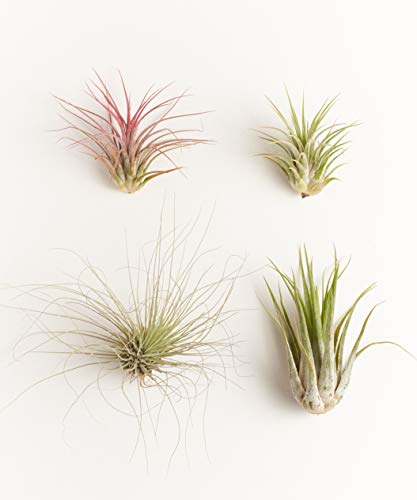 Shop Succulents | Assorted Collection | Variety of Species, Tropical House Plant for Home Décor, DIY Terrariums, 4-Pack - size: 4-Pack