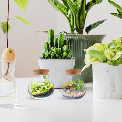 Healeved 2pcs Round Glass Jar Terrarium Container Ball Succulent Plant Terrarium Buds Vases Easter Candy Jar Message Wishes Bottle with Cork Lid for Plant 10x11cm