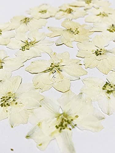 24 pcs White Larkspur Real Natural Dried Pressed Flowers for Resin Art Craft DIY - color: White Larkspur