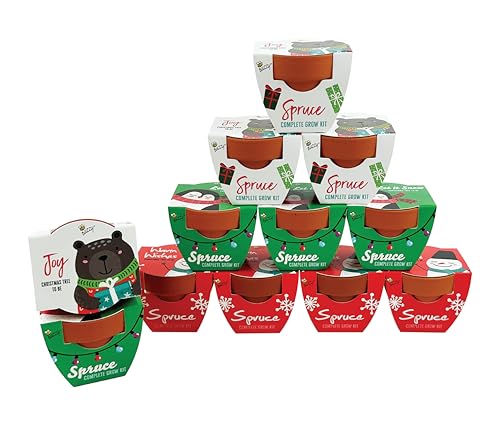 BUZZY Seeds Holiday Mini Spruce Grow Kit 12-Pack - Mini Terracotta Pot Grow Set - Complete Indoor/Outdoor Gardening Kit with Seeds, Coconut Husk Growing Medium & Genuine Pots - 100% Grow Guarantee - color: Holiday Spruce