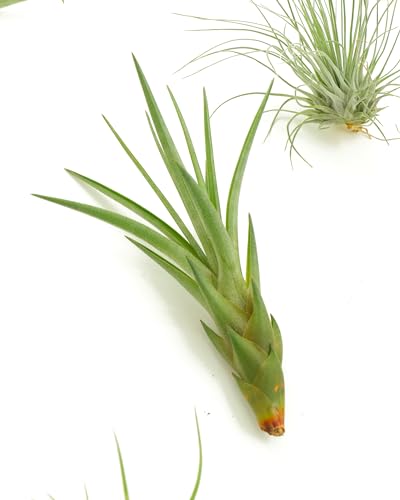 Shop Succulents | Assorted Collection of Live Air Plants, Hand Selected Variety Pack of Air Succulents | Collection of 8 - size: 8 Pack, style: Assorted Collection