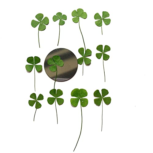 12 Pcs Dried Pressed Four Leaf Clover for Art Crafts DIY, YUNZHI Flat Leaves for Resin,Jewelry Making, Scrapbooking, Soap and Candle Making (0.59-0.79 inches) - size: 0.59-0.79 inches