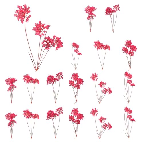MECCANIXITY 18 Pcs Natural Dried Pressed Flowers for Craft, Lace Real Pressed Dried Flowers Colorful Bouquets for Resin Moulds DIY Scrapbooking Candle Jewelry Making, Dark Pink - color: Dark Pink
