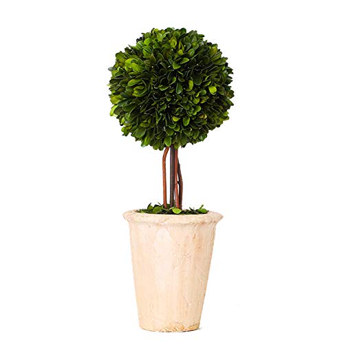 Real Preserved Boxwood Evergreen Globe Tree Topiary in Terracotta Planter Green Plant for Home Decor (Single Ball Topiary, 16 inch Tall) - color: Single Ball Topiary, size: 16 inches