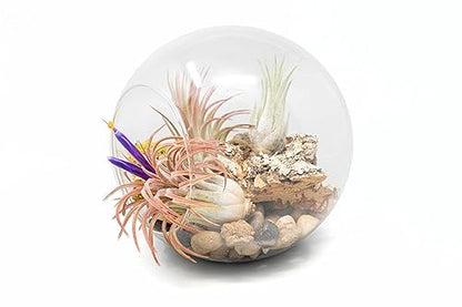 Large Hand-Blown Glass Terrarium Kit with 3 Ionantha Air Plants - Live Tillandsia Succulent House Plant - Wholesale and Bulk - Home and Garden Decor - Easy Care Indoor and Outdoor Plants