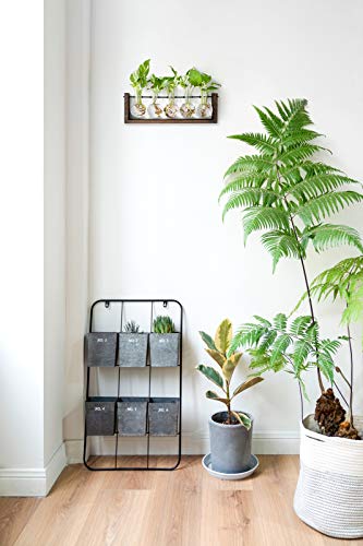 Mkono Plant Terrarium with Wooden Stand, Wall Hanging Glass Planter Desktop Plant Propagation Vase with Metal Swivel Retro Rack for Hydroponics Plants Home Office Decor