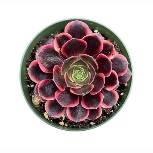 Sprout N Green Aeonium 'Superbang', Live Rare Succulent Potted 4" Planter, Real House Plant for Party Favors Home Indoor Outdoor Garden Wedding Decoration DIY Projects - color: Aeonium 'Superbang'