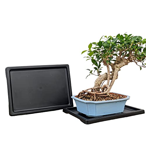 Tinyroots Bonsai Humidity Tray, 11-Inch Drip Tray, Maintains Moisture for Plants and Helps Protect Furniture, Bonsai Tray for Cactus, Succulents, Bonsai, and Houseplants - size: 11"