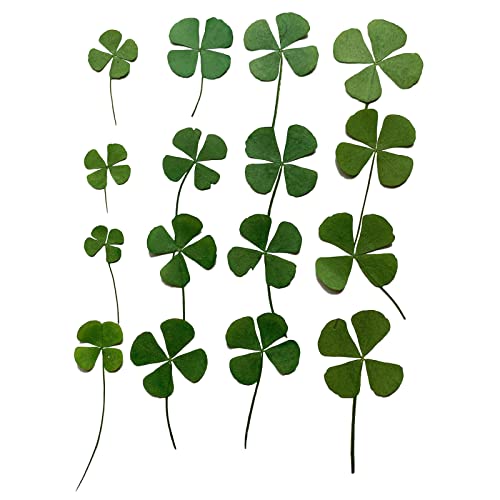 12 Pcs Dried Pressed Four Leaf Clover for Art Crafts DIY, YUNZHI Flat Leaves for Resin,Jewelry Making, Scrapbooking, Soap and Candle Making (Mix 4 Size) - size: Mix 4 size
