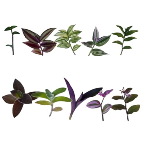 No Root Plant cuttings from USKC (10 Different Types Wandering Jew Leave cuttings #B) - color: 10 different types Wandering Jew leave cuttings #B