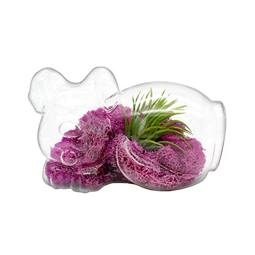 5.75" Puppy Dog Shaped Glass Terrarium Kit with Live Tillandsia Air Plant and Bright Colored Reindeer Moss (Pink) - color: Pink