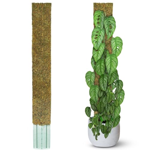59" Flat Mesh Moss Pole for Big Climbing Plants, (1pc., 59'') | Wide Flat Real Moss Surface, Monstera Moss Pole for Indoor Plants, Plant Stakes for Mature Indoor Plants - size: 59" FLAT MOSS POLE