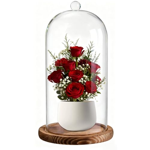 Glass Cloche Dome, 5 x 10 Inch
