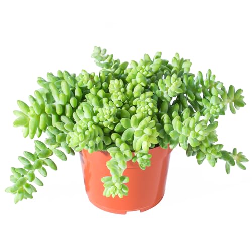Sprout N Green Donkey's Tail, Live Sedum Morganianum-Burro's tail Succulent in 4" Pot, Trailing Plant for Home Office Indoor Outdoor Hanging Decor, DIY Project, Party Favor, Pet Friendly, Easy to Care - color: Donkey's Tail