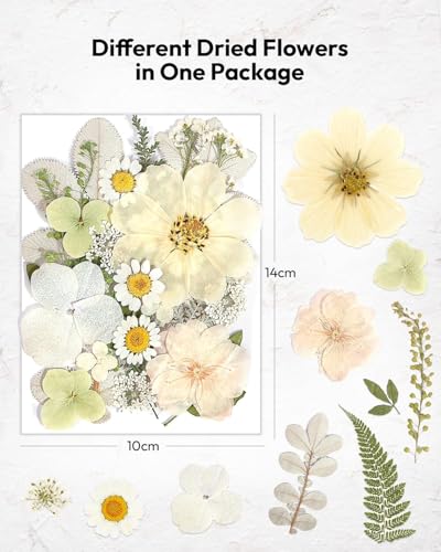 Dried Flowers, Resiners 100Pcs Pressed Flowers for Craft | White Real Natural Dried Flowers Dry Leaves Kit for DIY Making Craft Resin Soap Candle Scrapbook Supplies Card Making Jewelry - color: Ivory White 100pcs
