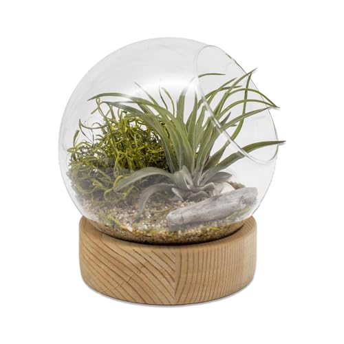 5.5 Inch Glass Dome DIY Indoor Air Plant Terrarium Kit with Live Tillandsia Ionantha Air Plants and Terrarium Accessories for Indoor Gardens and Home Décor (Glass Dome) - style: Glass Dome
