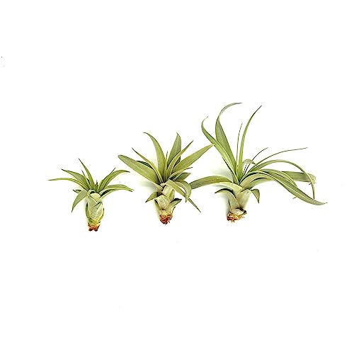 ragnaroc Live Air Plant - Tillandsia Xerographica Pups, Regular 2-4” - 3 ct - Ideal for Gifts & Presents, Live Indoor Plants & Live House-Plants – Live Plants for Home décor - size: 3 Pack, style: Regular