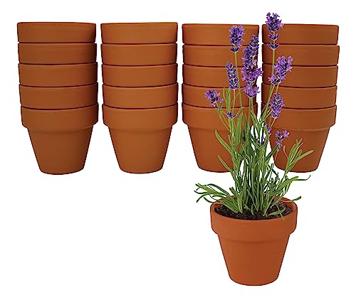 BUZZY Seeds Lavender Grow Kit 20-Pack, Mini Terracotta Pots, Bulk Favors - color: Multicolor