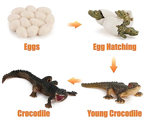 Montessori Life Cycle Animal Plastic Insect Figurines Learning & Education Toys for Kids, Preschool Activities (Crocodile Salmon Turtle) - color: Crocodile Salmon Turtle