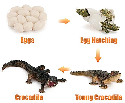Montessori Life Cycle Animal Plastic Insect Figurines Learning & Education Toys for Kids, Preschool Activities (Crocodile Salmon Turtle) - color: Crocodile Salmon Turtle